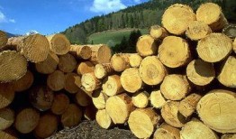 最新爆料木头龙正式开拆,正式开拆，揭秘背后惊人真相